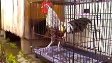Ayam Ketawa dengan suara kuntilanak