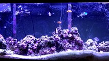 My Marine/Saltwater Aquarium 2