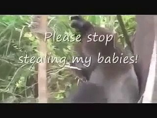 Natural Wild Life Zoo Monkey Killed