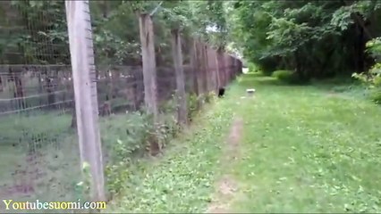 The World's Most Funny Dog Videos 2013 720p