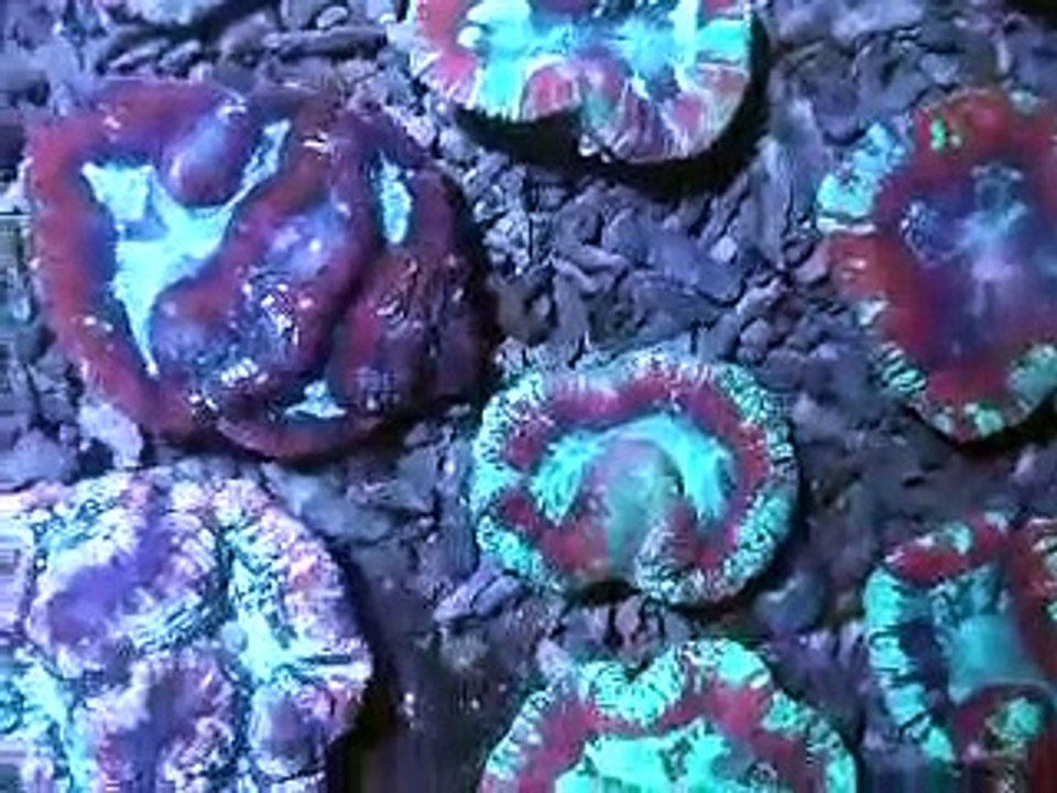 Tropical Treasure - November 2008 - Part. 1