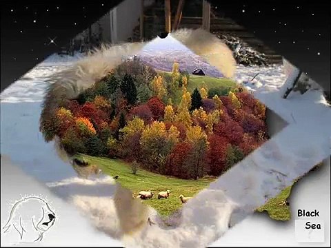 Romanian Mioritic shepherd dog - strong barking at 4 months- stranger in the distance