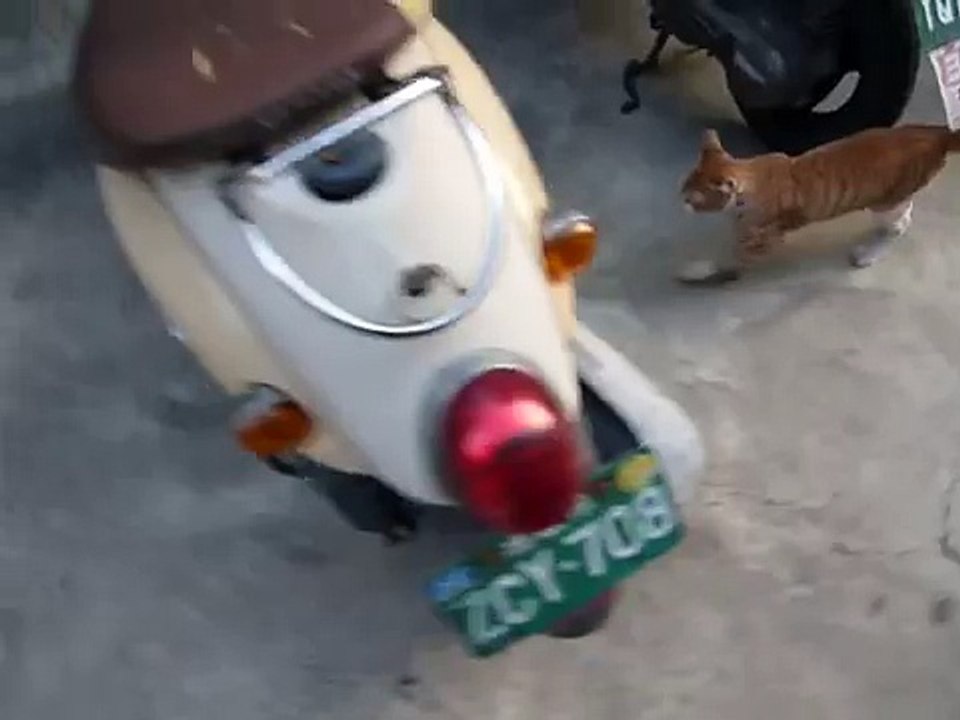 超黏人跟屁蟲的街貓＂咪咪＂