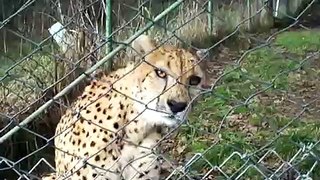 Talking Cheetah @ Wildlife Safari, Winston OR.