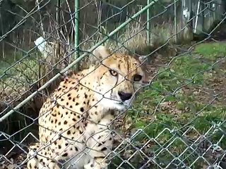 Talking Cheetah @ Wildlife Safari, Winston OR.