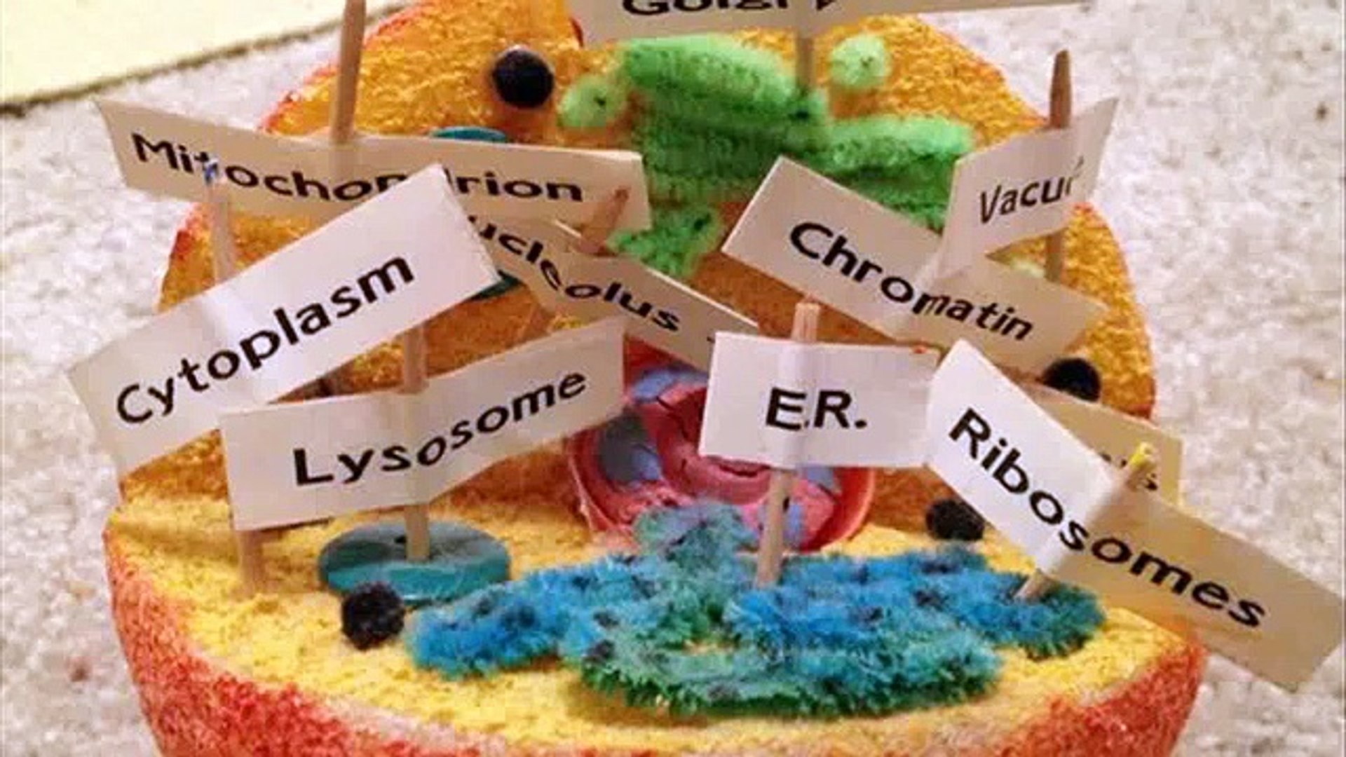 animal cell model 6th grade - video Dailymotion
