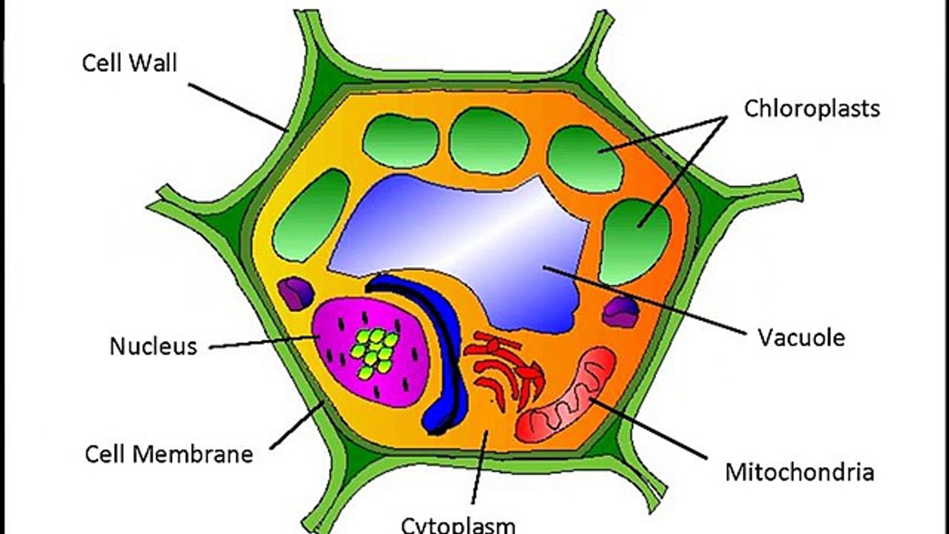 Made by Teachers: project animal cell model 5th grade