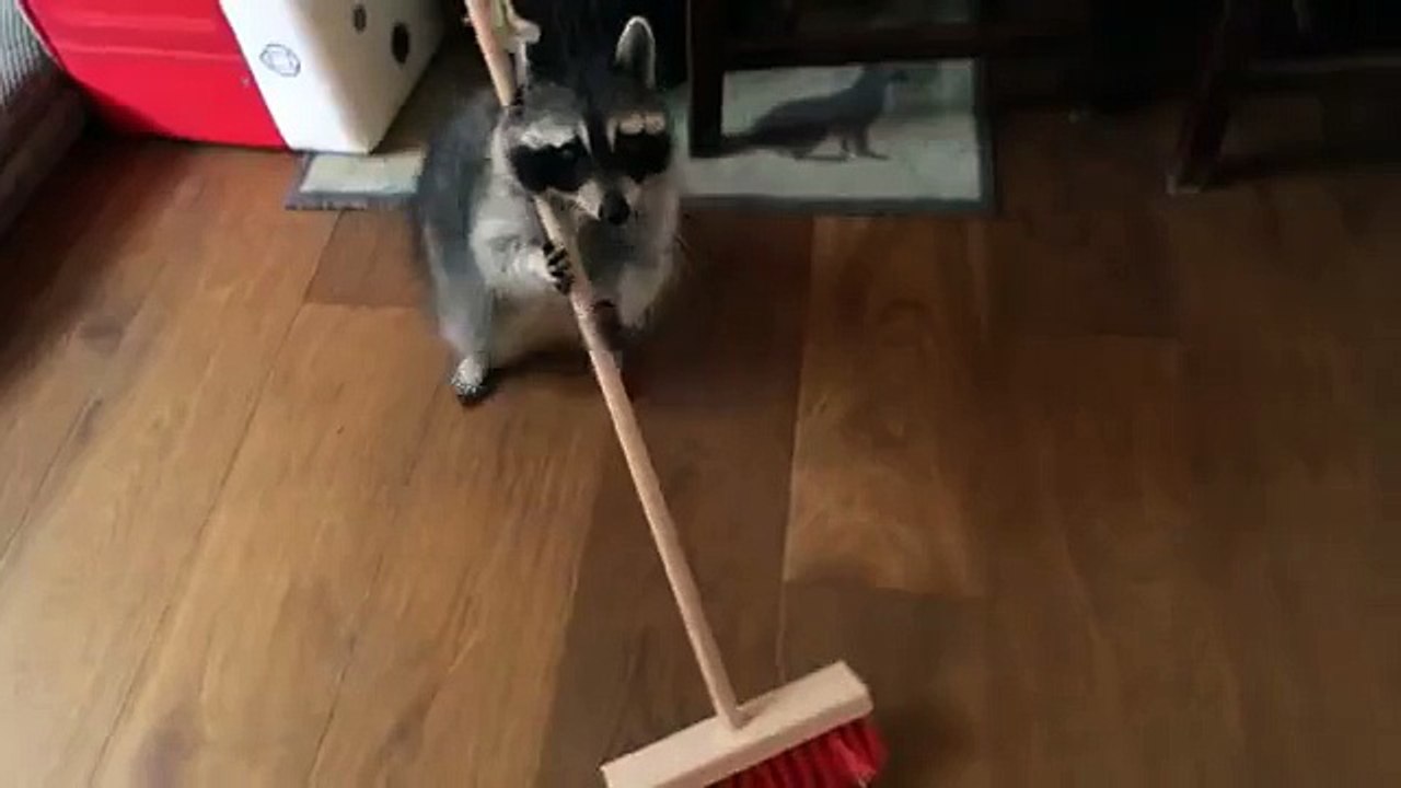 Un raton laveur passe le balai et demande une récompense !