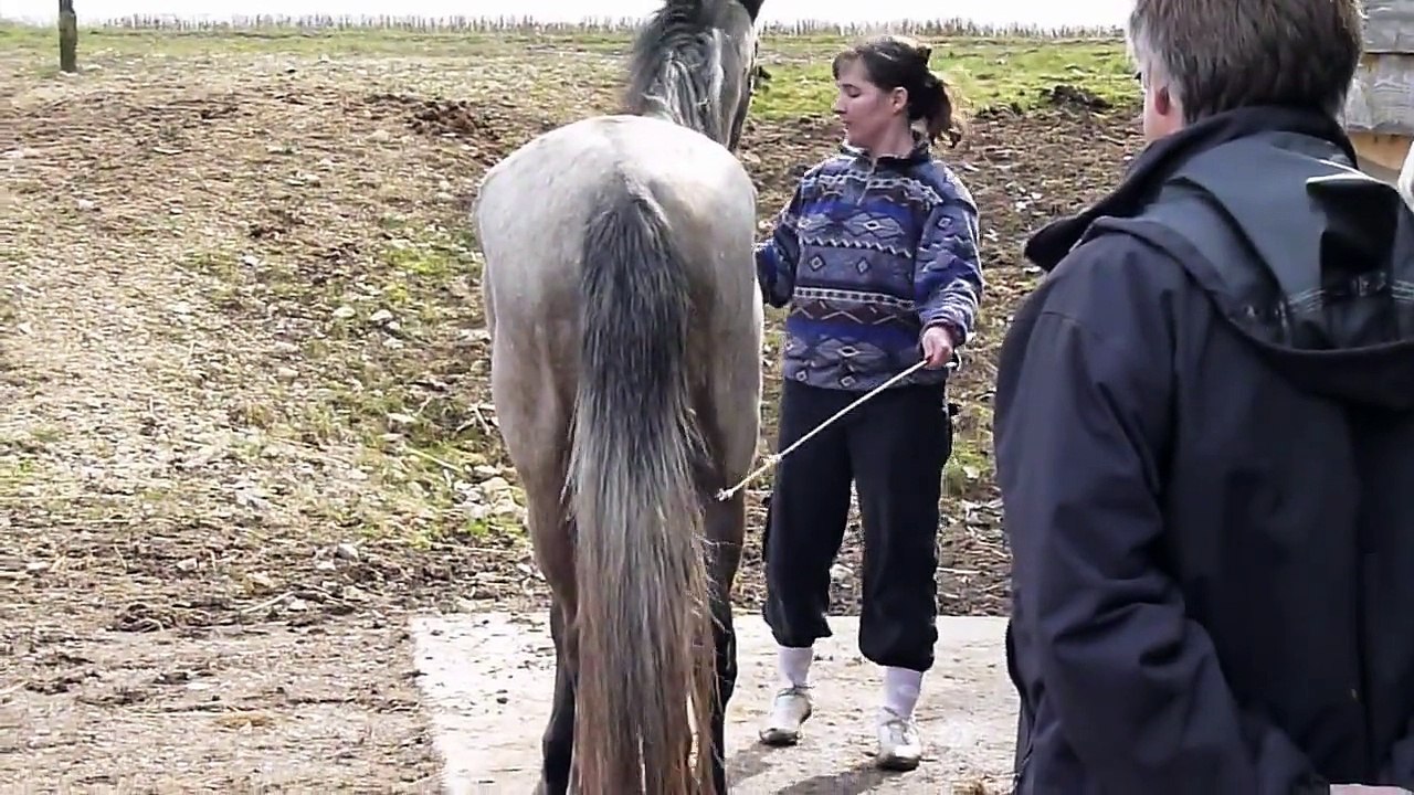 première réaction à la cravache