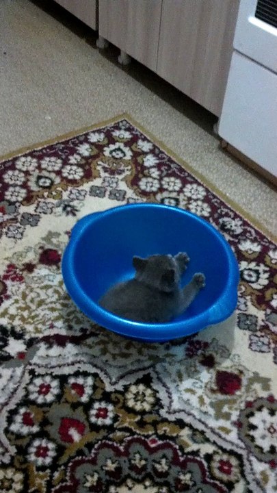 little cat and basin