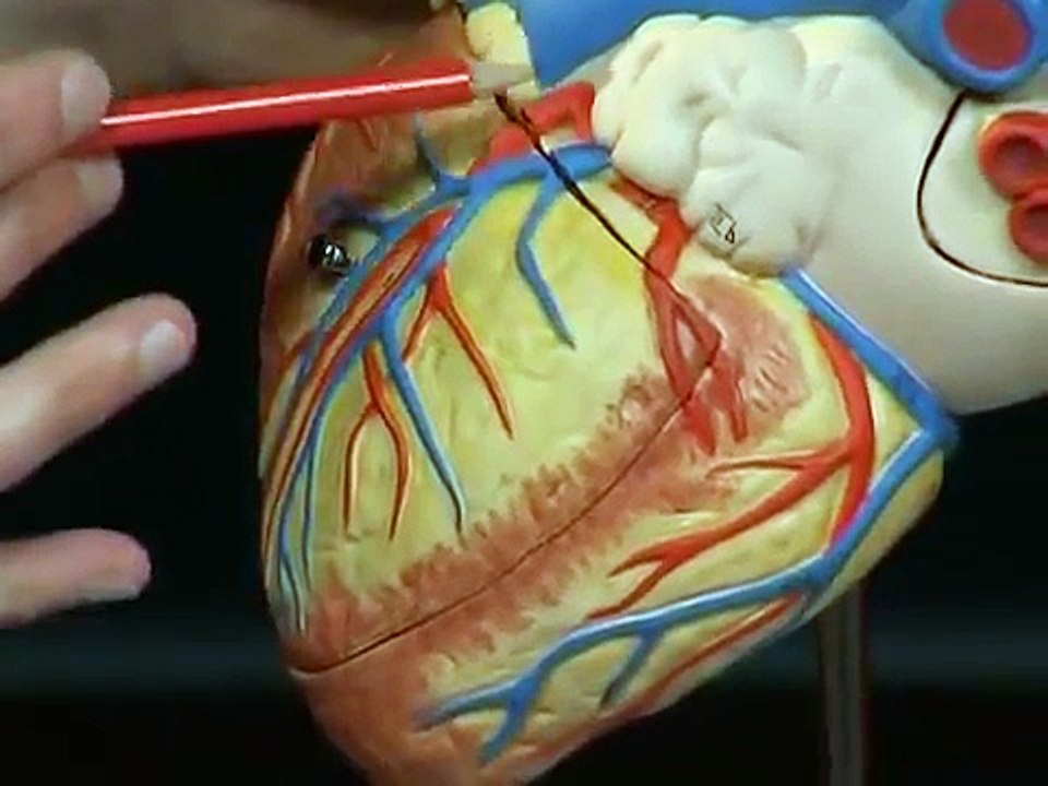 Anatomie Herz