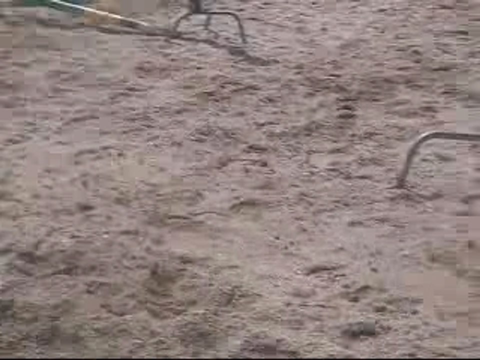 Cso + pouliches et poulinières au champ