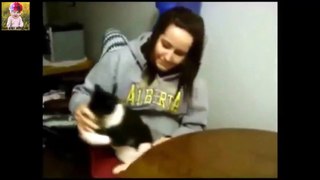 Funny Cats - Funny Dogs Compilation - Funny Videos 2015