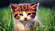 cat breeds, cat games, cat videos, cats, cats and dogs, dogs, feral cat,