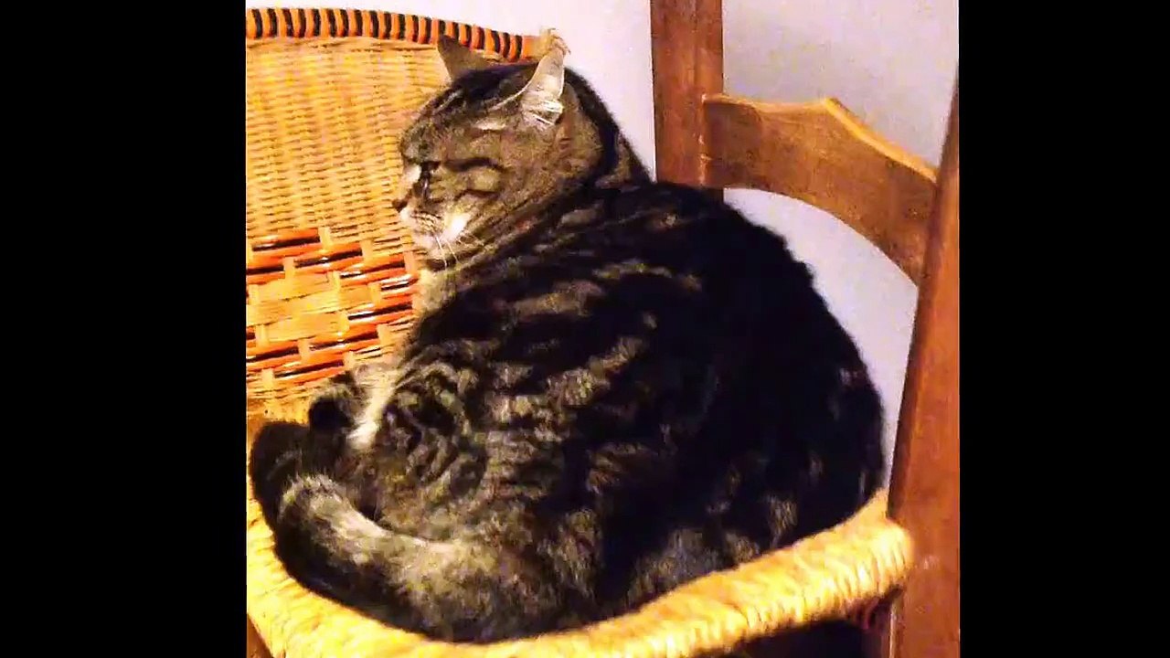 Tom le chat