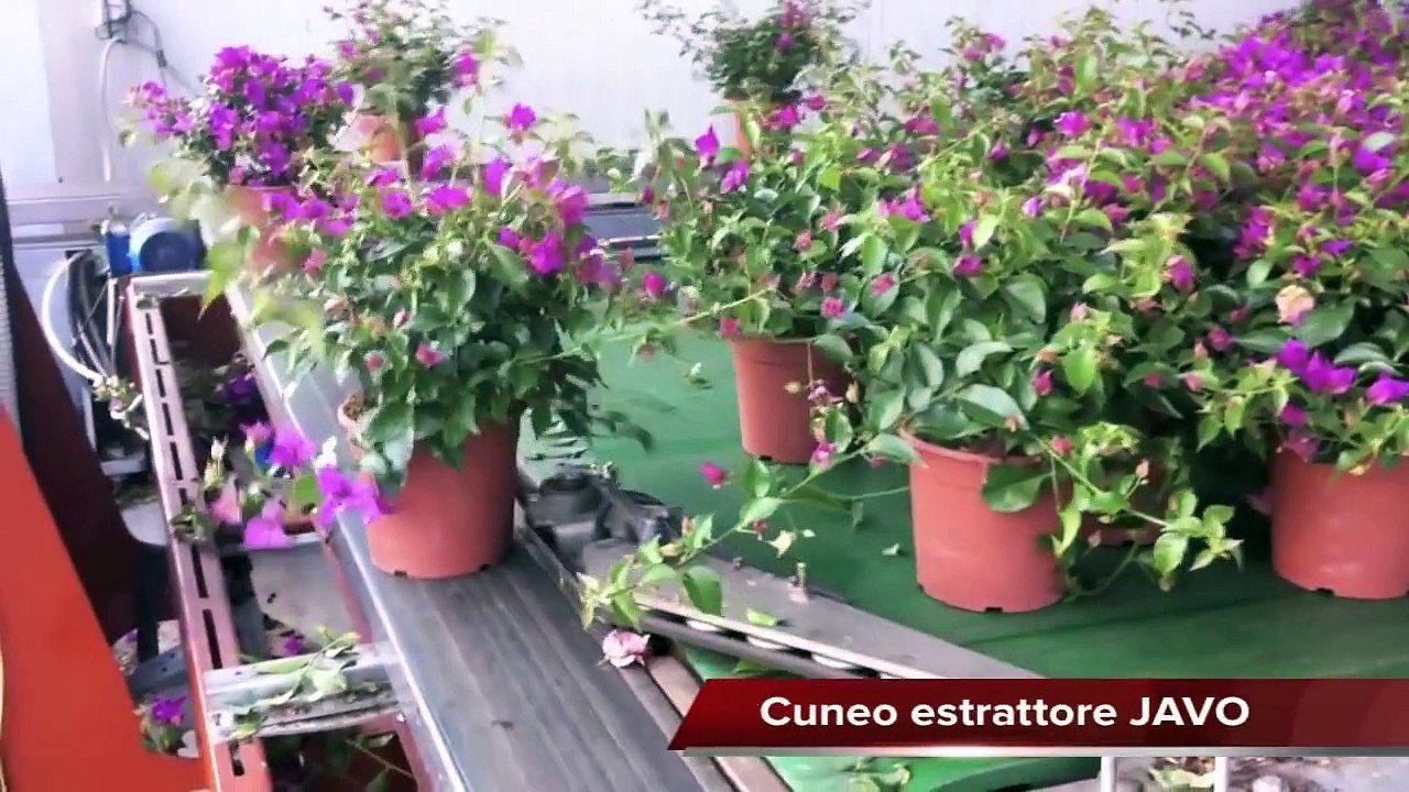 Potatura Bouganville