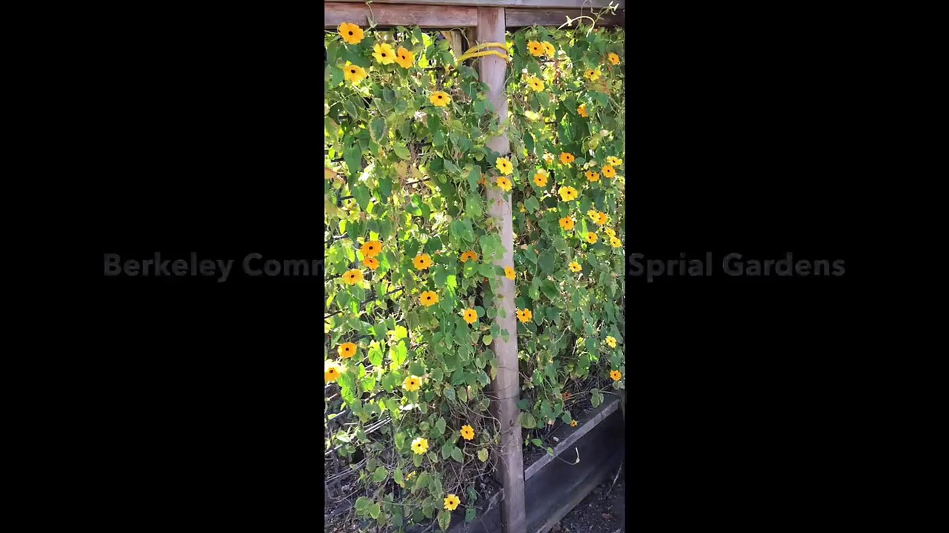 Berkeley Community Garden: Spiral Garden Vlog