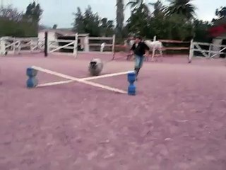 jumping mini sheep part 2