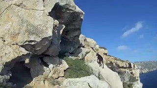 Bambu the tame mountain goat making big jump on cliffs