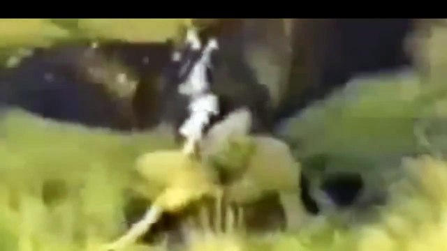 Eagle attacks Wolf Man other Animals Animal Attack Video Compilation