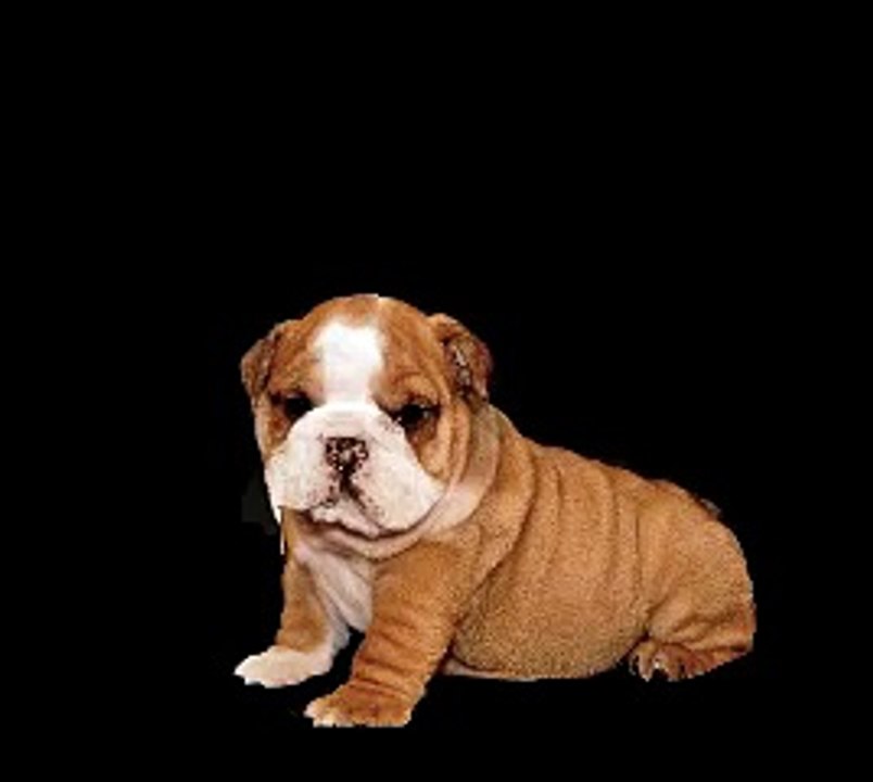 Teddy the English Bulldog Puppy Morphing 2