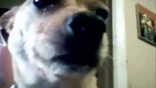 CHIHUAHUA SINGS CHIHUAHUA SONG