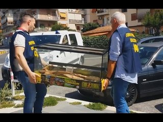 Roma - Cinque serpenti a rischio estinzione salvati dalla ‪‎Forestale‬ (09.09.15)