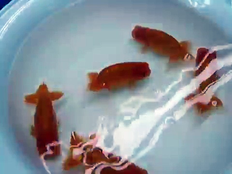 Home Quarantine Ranchu (part1)