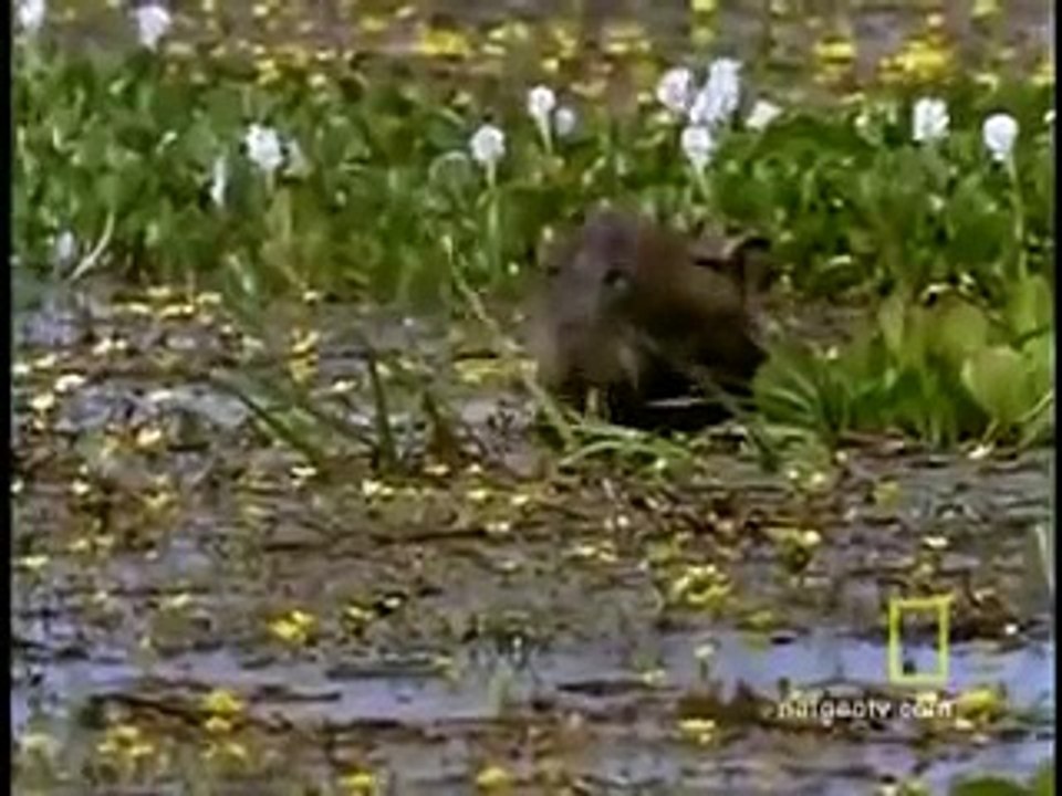 Trăn khổng lồ ăn thịt người? www.SimDepDongNai.com - Bán sim VIP.flv