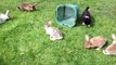 Border Collie Welpe kämpft mit 7 Kaninchen 