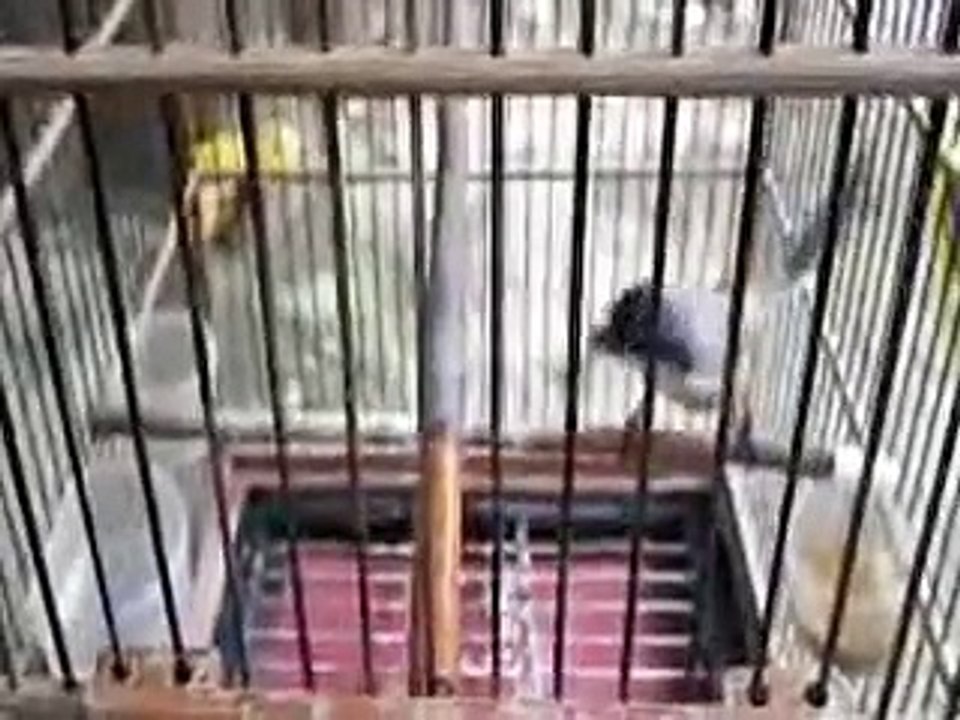 cendet top bukan toke isian 20 suara mastring burung.mp4
