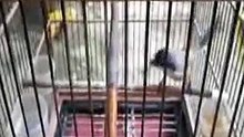 cendet top bukan toke isian 20 suara mastring burung.mp4