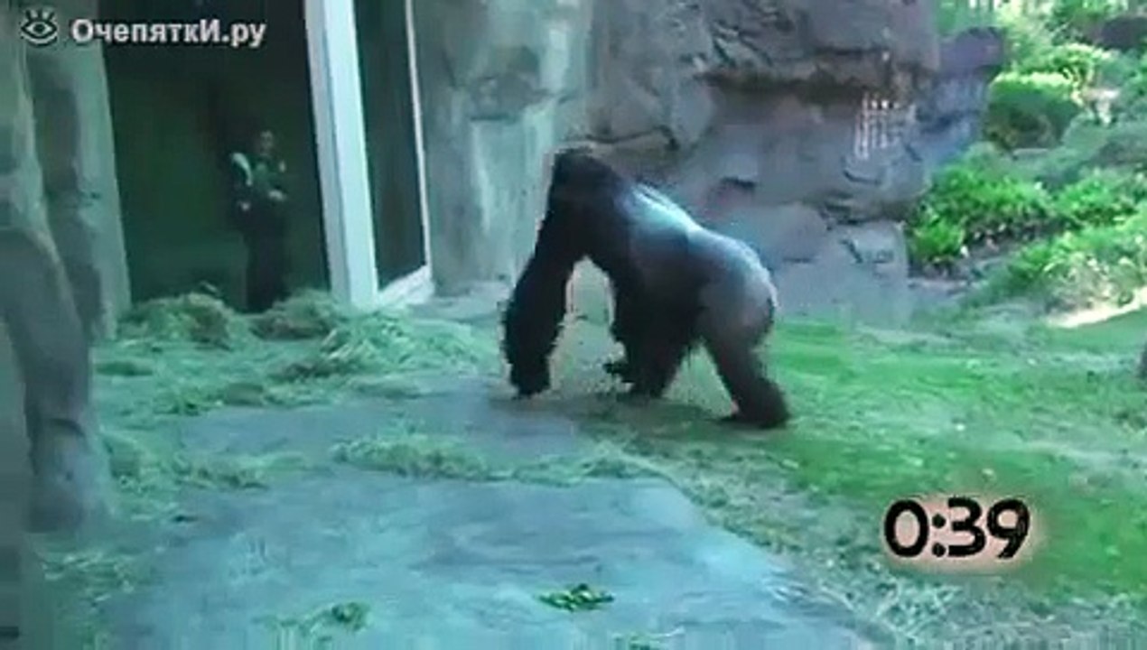 Scary animal attack to kids in a zoo