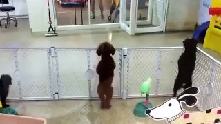 BEST FUNNY DOGS COMPILATION 2015 - 30 Minutes of Best Dog and Puppy Fails!