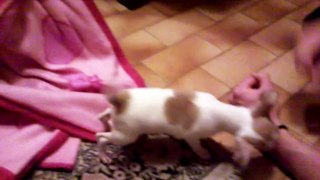 Il mio chihuahua Rocky che gioca come un monello :)
