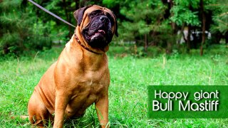 Funny Bullmastiff Dog Video | cats and dogs 2015