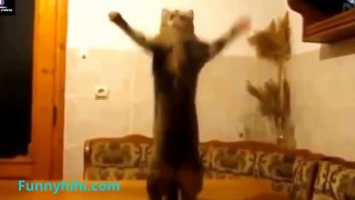 Funny Cat Videos 2015 Best funny cat videos compilation Cats and Dogs