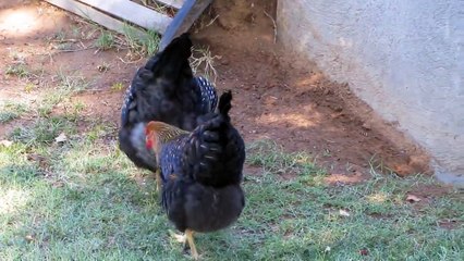 Chicken eats mouse whole