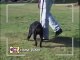 Dog Training Tips - Aggressive Rottweiler Puppy