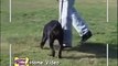 Dog Training Tips - Aggressive Rottweiler Puppy