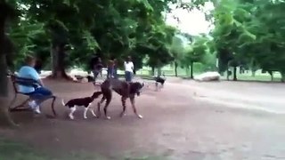 The Real Scooby Doo @ The Park