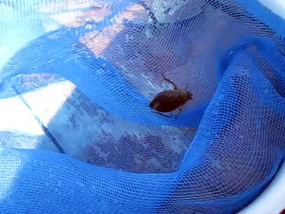 Hug Bug Pool Cleaner