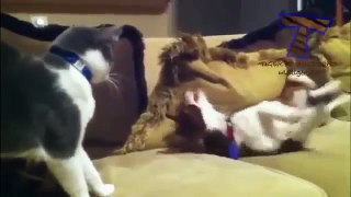 Funny cats compilation 2015 - Dogs and cats meeting for the first time
