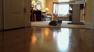 Cat Plays Fetch with Sound Effects - FUN!