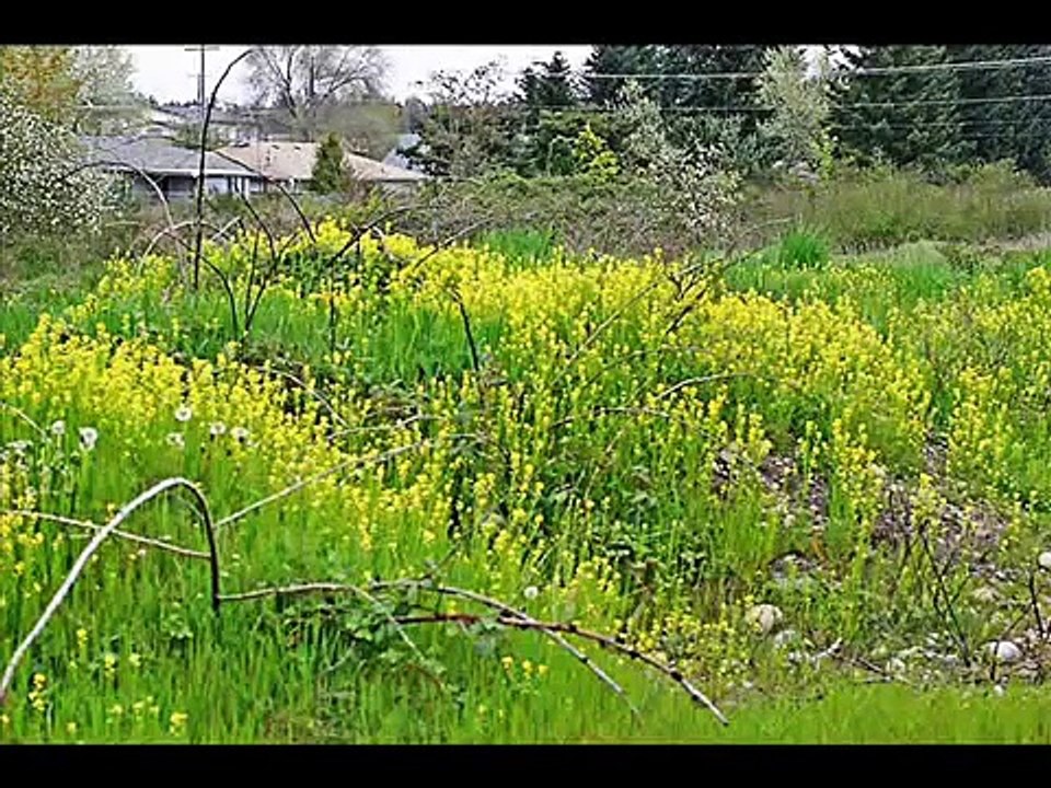 LAS PLANTAS SILVESTRES COMESTIBLES I PARTE 0001