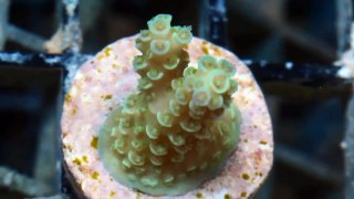 Aquacultured SPS Corals at Pacific East Aquaculture