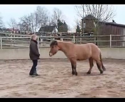 Clickertraining mit Hylling 36