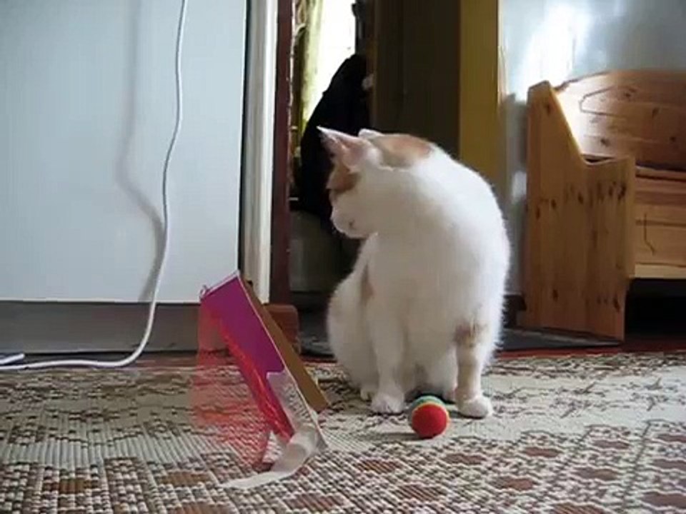 Nemo Pongo ball training