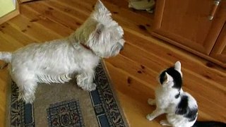 Dog and cat playing together (part 1)