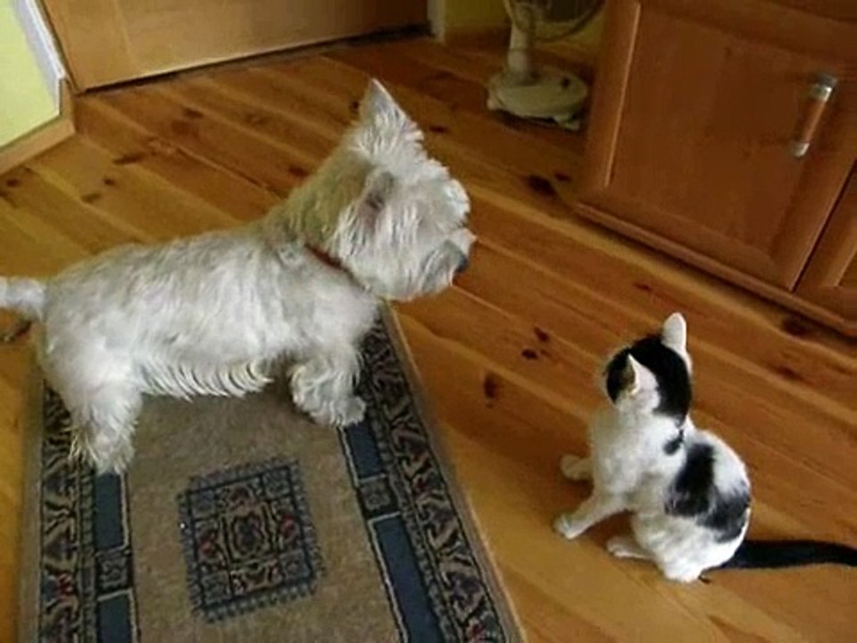 Dog and cat playing together (part 1)